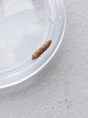 Blastobasis lacticolella