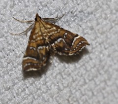 Musotima ochropteralis