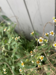 Galinsoga quadriradiata