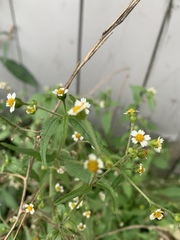 Galinsoga quadriradiata