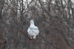 Lagopus muta islandorum