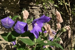 Platycodon