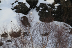 Lagopus muta islandorum