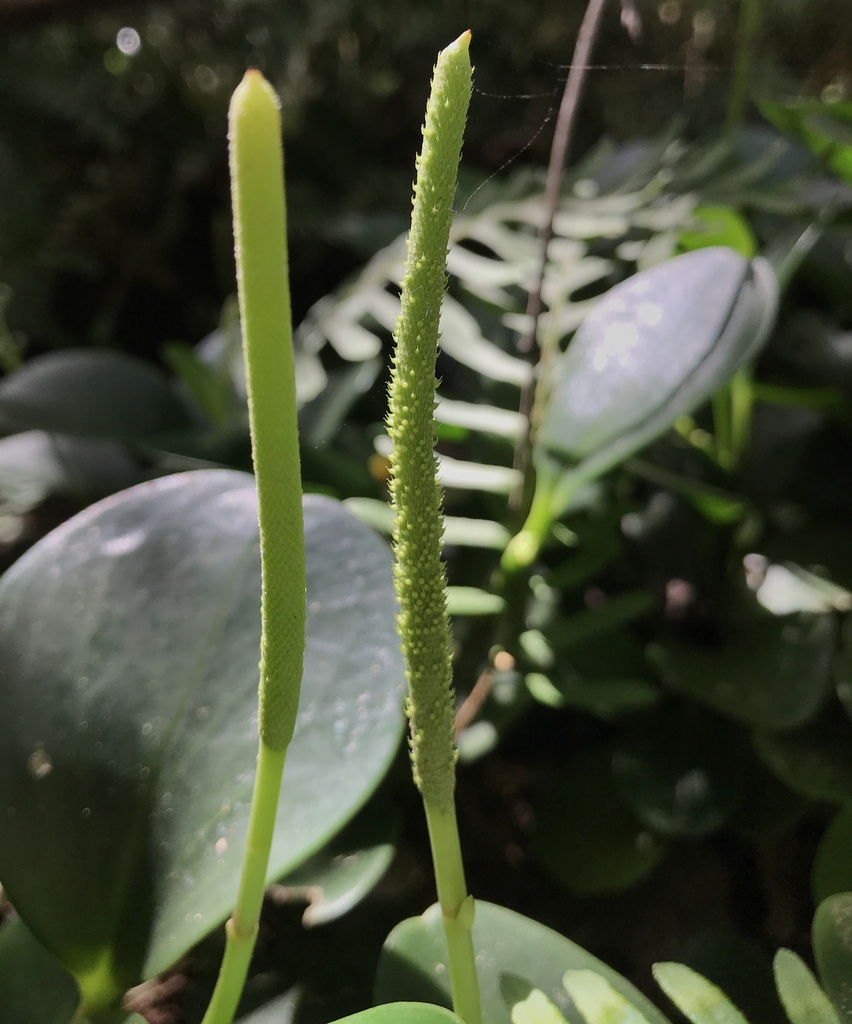 Peperomia (Baby Rubber Plant)