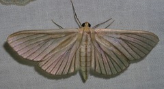 Cirrhocephalina evanidalis