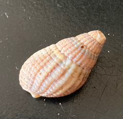 Tritia reticulata