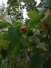 Crataegus laevigata