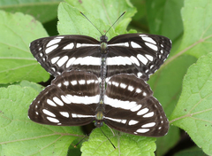 Neptis hylas varmona