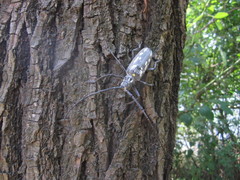 Batocera lineolata