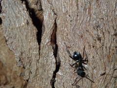 Polyrhachis ornata