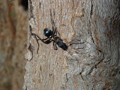 Polyrhachis ornata
