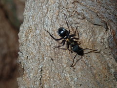 Polyrhachis ornata