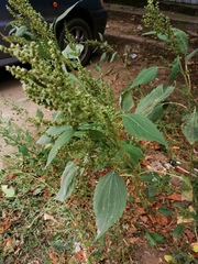 Cyclachaena xanthiifolia