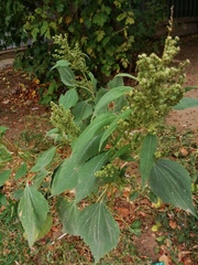 Cyclachaena xanthiifolia