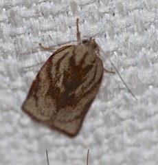 Euchaetis