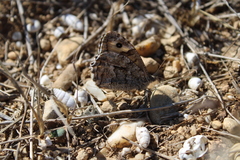 Hipparchia pellucida