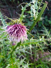 Cirsium tatakaense
