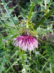 Cirsium tatakaense