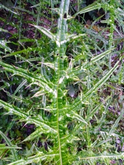 Cirsium tatakaense