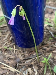 Oxalis violacea