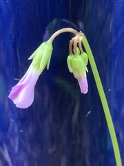 Oxalis violacea