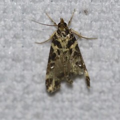 Scoparia melanoxantha