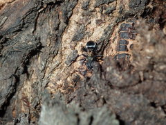 Polyrhachis ornata