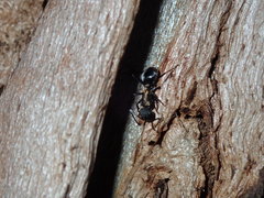 Polyrhachis ornata