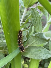 Acronicta rumicis