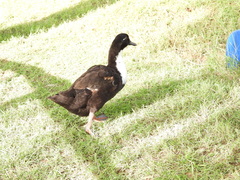 Anas platyrhynchos domesticus
