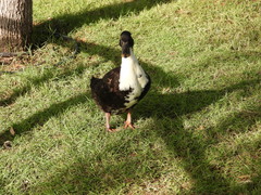 Anas platyrhynchos domesticus
