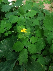 Chelidonium majus