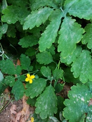 Chelidonium majus