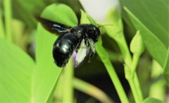 Xylocopa sulcatipes