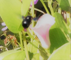 Xylocopa sulcatipes