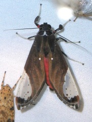 Bertholdia