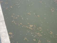 Hemiculter leucisculus