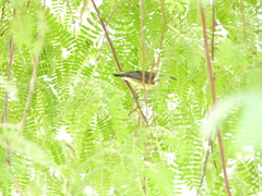 Cinnyris asiaticus