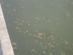 Hemiculter leucisculus