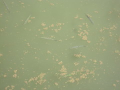 Hemiculter leucisculus