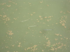 Hemiculter leucisculus