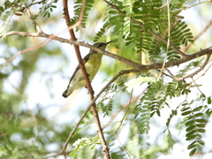 Cinnyris asiaticus