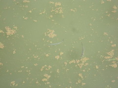 Hemiculter leucisculus