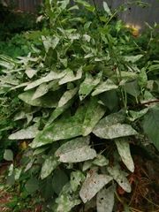 Convolvulus arvensis