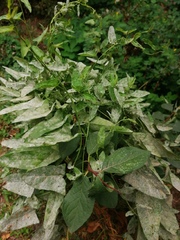 Convolvulus arvensis