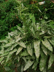 Convolvulus arvensis