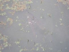 Channa argus