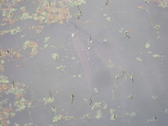 Channa argus