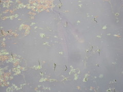 Channa argus