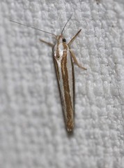 Catoryctis subparallela